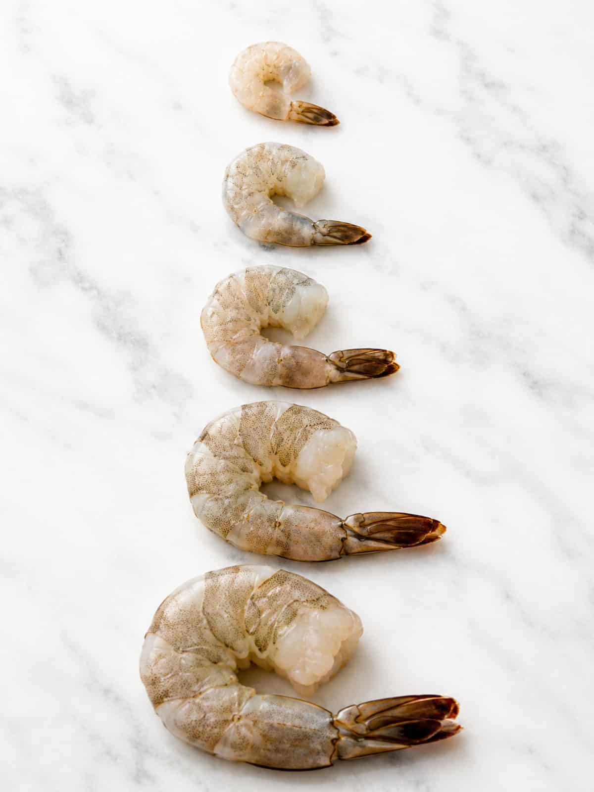 Five raw shrimp arranged from smallest to largest on a white marble background showing a shrimp size comparison.
