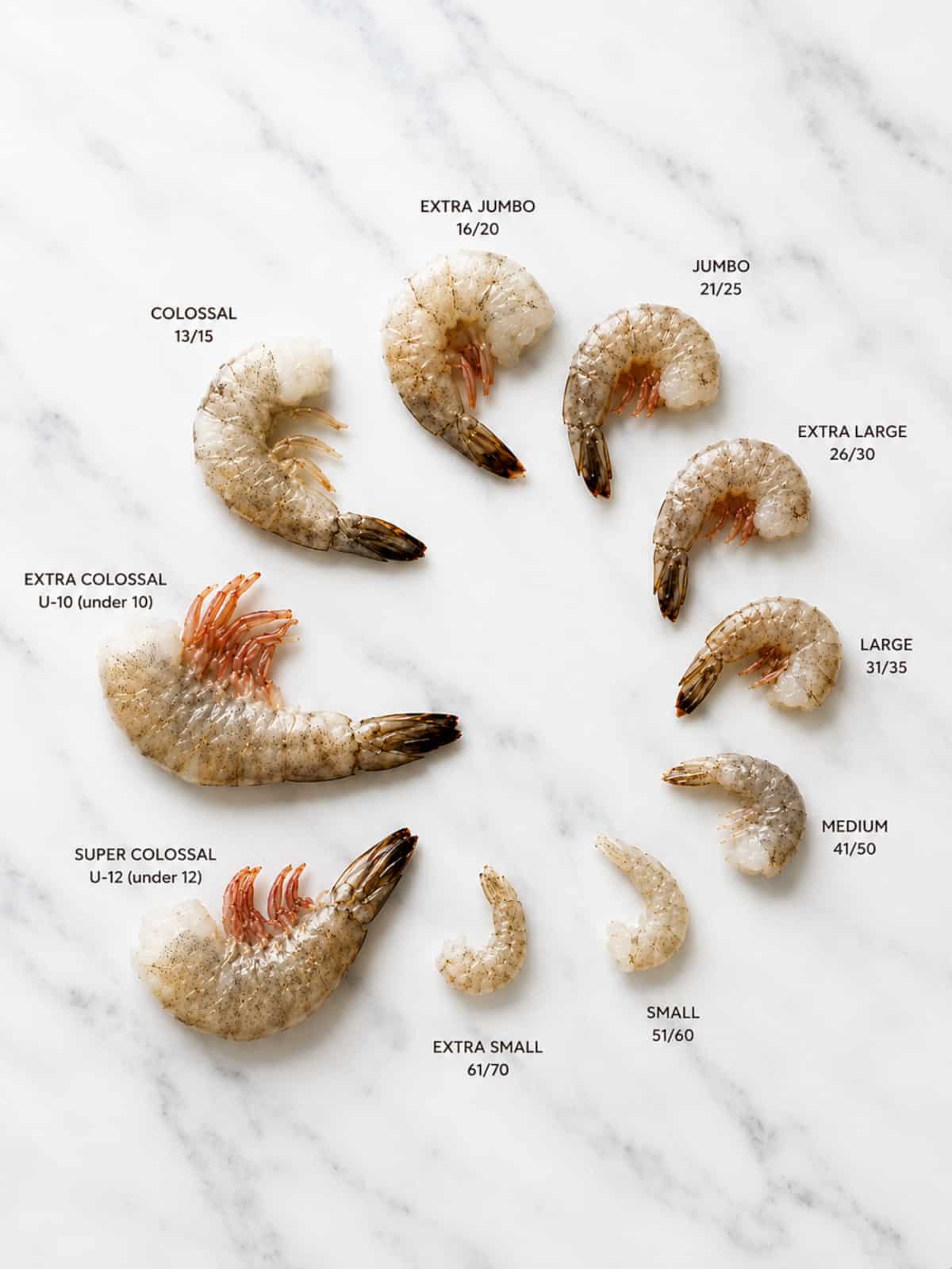 Visual comparison of different shrimp sizes, from extra small to extra colossal, arranged on a white marble background.